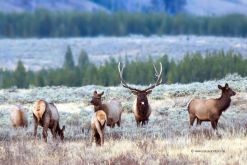 Wapiti-USA-Yellowstone-Hirsch-Fotoreise