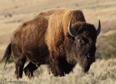 bison