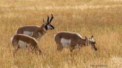 USA-Montana-Pronghorn-Antilope-Fotoreise