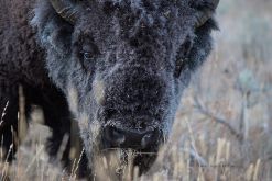 USA-Bison-Bueffel-Kopf-Yellowstone-Fotoreises