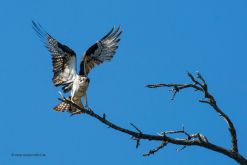USA-Kanada-Fischadler-Fotoreise