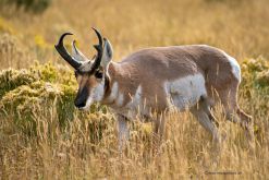 USA-Montana-Yellowstone-Pronghorn-Antilope-Bock-Fotoreise