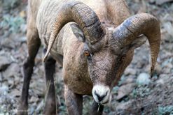 USA-Yellowstone-Bighorn-Sheep-Fotoreise-Nationalpark