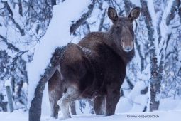 Fotoreise nach Norwegen - Ein Elch in der Nähe des Lyngenfjords Fotoreise nach Norwegen