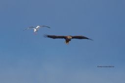Fotoreise nach Norwegen - Möwe verjagt Seeadler Fotoreise nach Norwegen