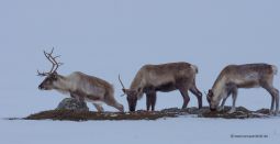 1200_2016-03-14_Ersfjordbotn_und_Fahrt_Skulsfjord_Rentiere_A77_0244CS6vz