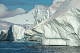 Eisberge-und-Moewe-Westkueste-Groenland-Fotoreise