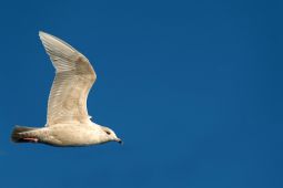 Moewe-im-Flug-Groenland-Fotoreise-Eqi-Gletscher