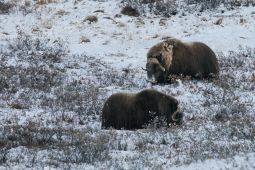 Moschusochsen-Groenland-Fotoreise-Kangerlussuaq-Tundrasafari