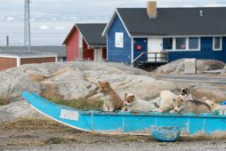 Schlittenhund-Welpen-Groenland-Fotoreise