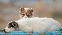 Schlittenhund-Welpen-liegend-Groenland-Fotoreise