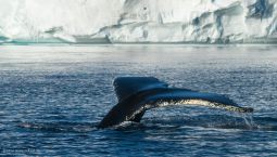 Wal-Fluke-Groenland-Fotoreise