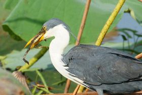 pied-heron