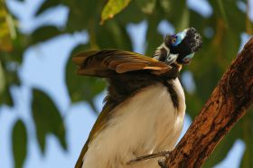 f-blue-faced-honeyeater