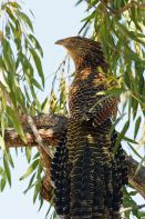 pheasant-coucal