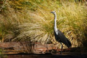 white-necked-heron