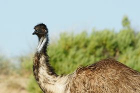 emu