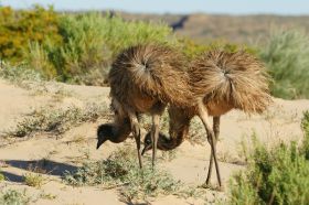 emus