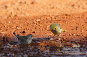 kings-canyon-badende-voegel