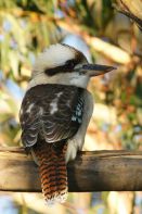 kookaburra