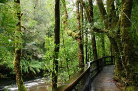 tasmanien-franklin-river