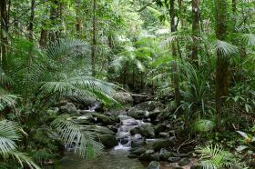 daintree-river-mossman-gorge