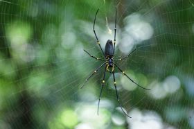 golden-orb-spider