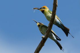 rainbow-tree-eater