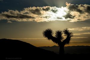 Joshua-Tree-National-Park