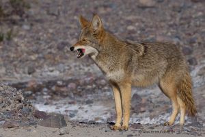 Kojote-Death-Valley