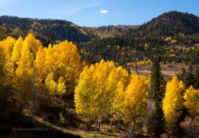 Colorado-Hochland-Espen