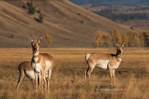 Pronghorn-Antilopen