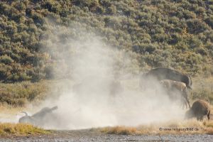 Yellowstone-Bisonherde-im-Staub