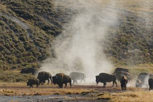 Yellowstone-Bisonherde