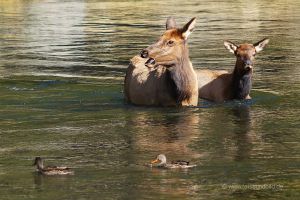 Yellowstone-Wapitihirsche