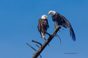 Yellowstone-Weisskopfseeadler