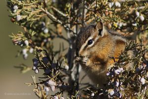 Yellowstone-Hoernchen