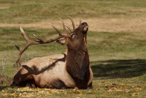 Yellowstone-Wapitihirsch