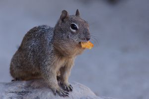 Grand-Canyon-Hoernchen-2