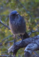 Bluebird-Grand-Canyon