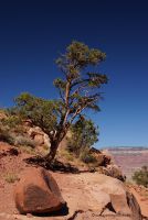 Grand-Canyon-Vegetation